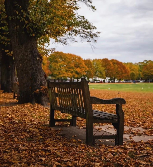 A wooden bench overlooking Richmond Green in autumn