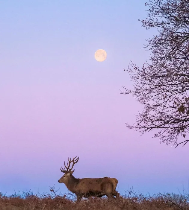 A stag beneath a full moon in Richmond Park at dusk
